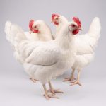 Culled Chickens