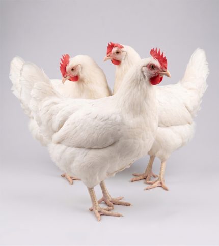 Culled Chickens